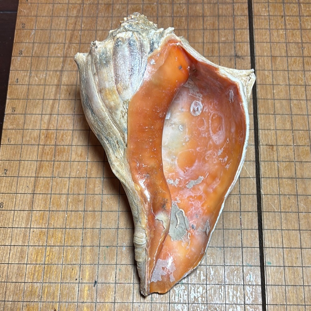 Large Atlantic Whelk Seashell Cream Orange Natural Beach Bath 7.25”x4.5”x3.25”H